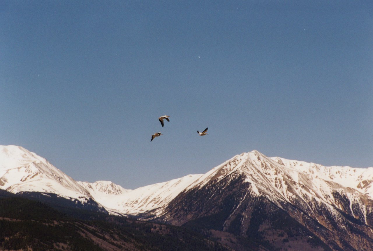 Twin Lakes birds